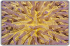 Orange Plate Coral